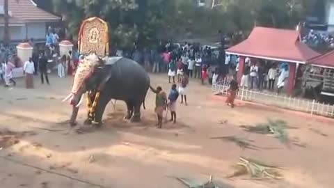 Elephant attack kerala