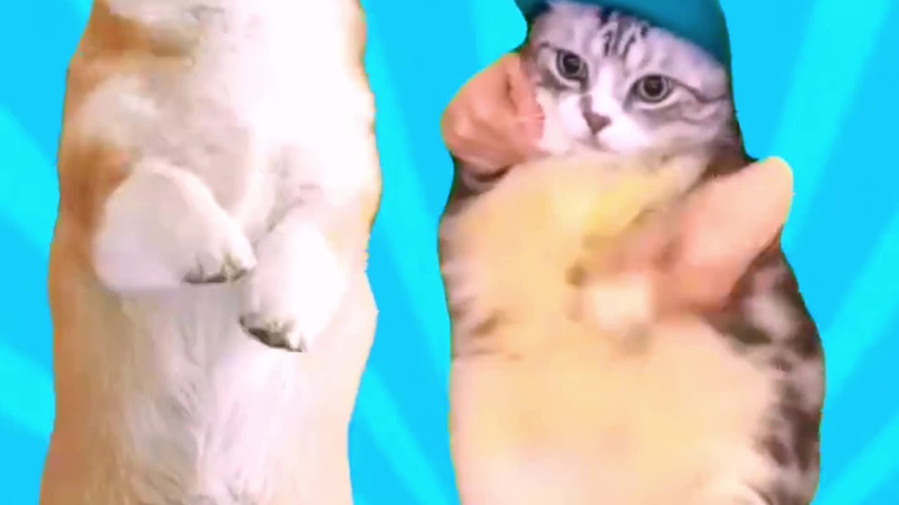 Funny Dancing Cats & Dog