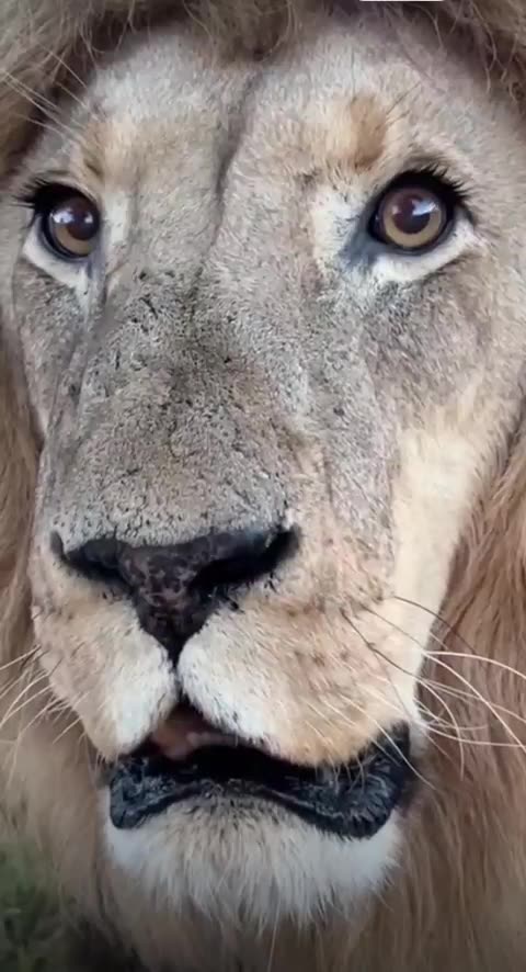 🦁 Take a break 💫