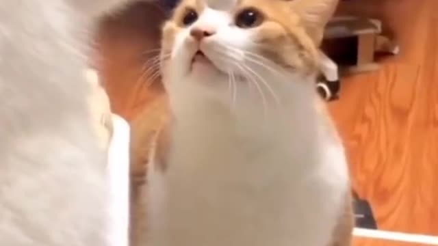 funny animal videos to make you laugh