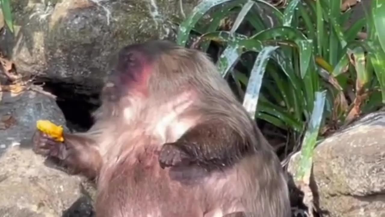 This monkey really need diet plane