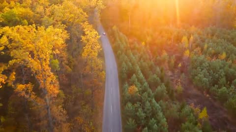 Enchanting Autumn Forests with Beautiful Piano Music