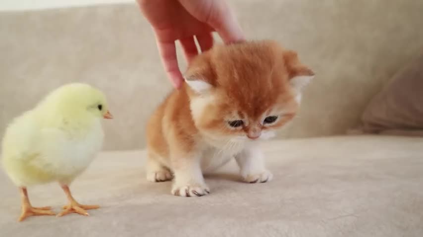 Kittens walk with a tiny chicken