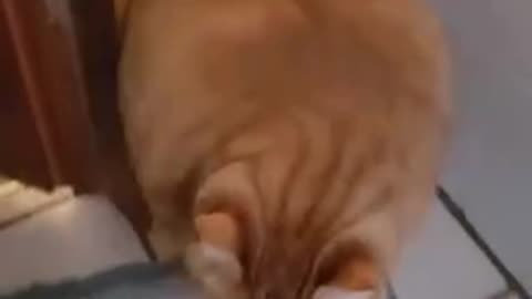 Exception to the rule that if the head fits so does the body