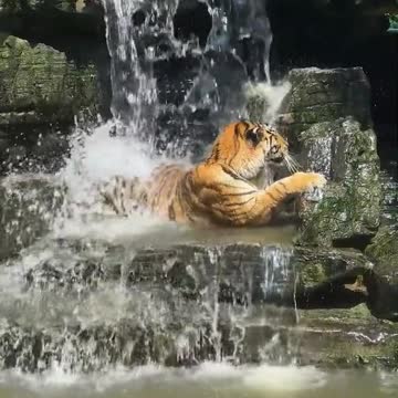 This Tiger Loves Showering So Much, He's Got Fun Doing It All Day Long!
