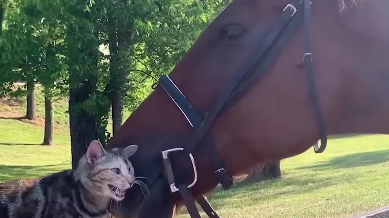 Adorable Kitten Gives Kisses to Horse