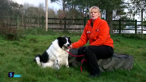 Bopper the Whopper Britain's fattest dog - 5 News