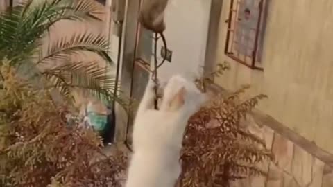 Funny animals 😄 The best compilations ever