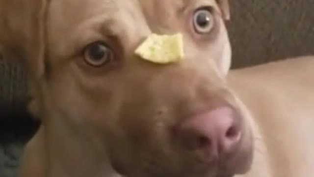 funny dog video