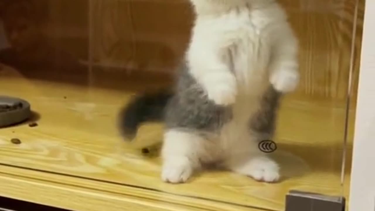 Cuteness Unleashed : Exploring the Science of 'Aww