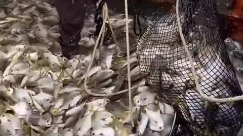 Ton of fish