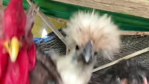 Three Hen Dancing