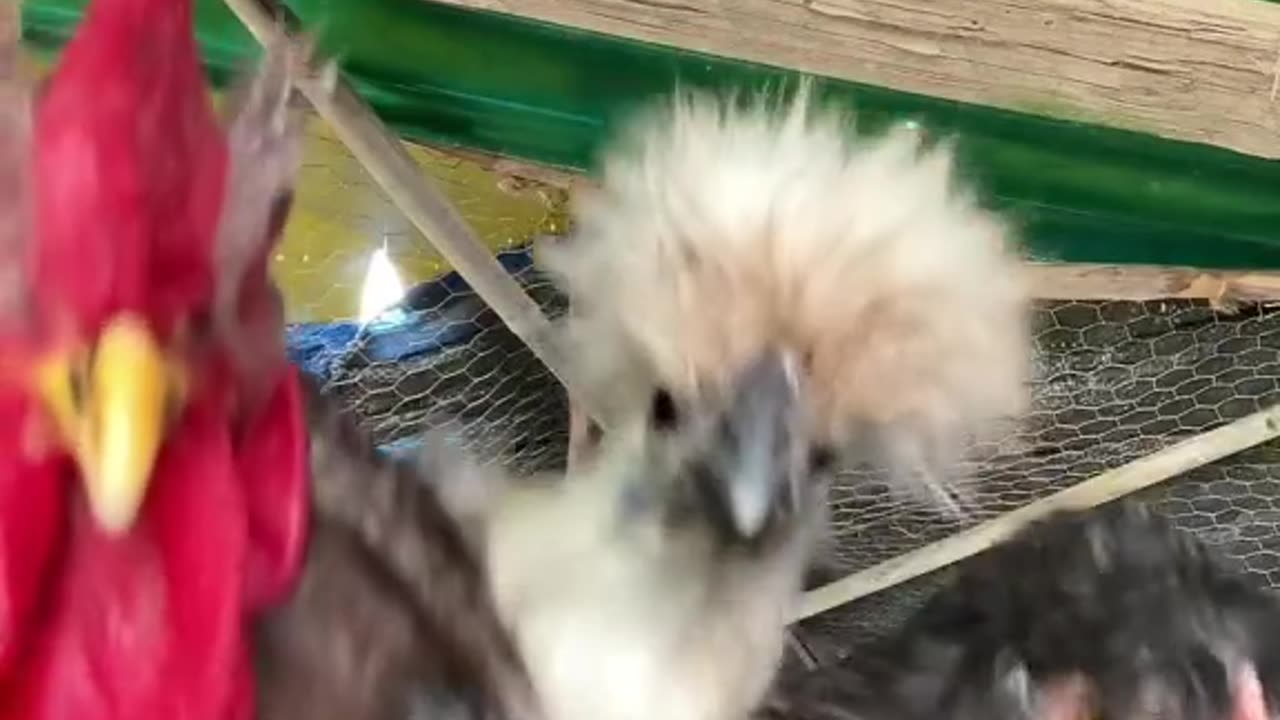 Three Hen Dancing