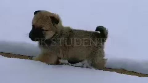 dog video