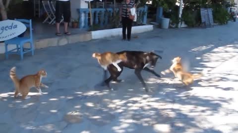 Dog and cat fight