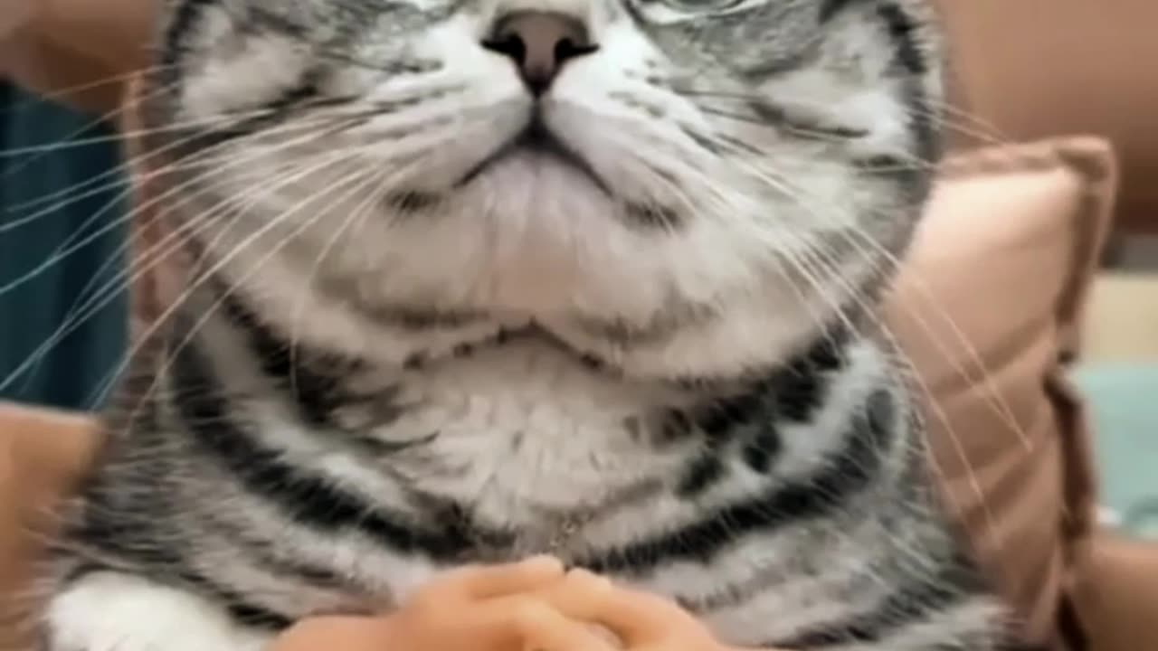 cat funny Hand show 😂