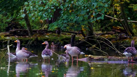 A flock of ducks