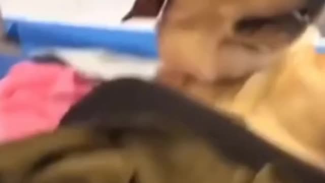 My crazy dog