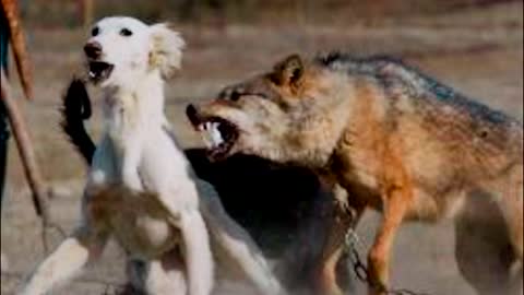 Wolf or dog. WHOSE IS STRONGER? Battle of the brothers.