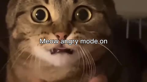 Angry meow 💢🐾✨😾