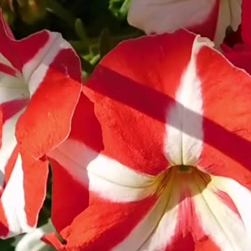 Find Your Calm: Discover How Relaxing This is! Volume 92