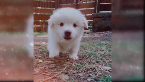 baby dogs cute and funny dog video comment