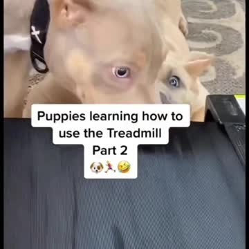 tread carefully puppies practicing bites #dogtraining