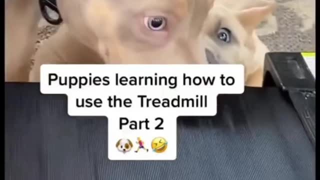 tread carefully puppies practicing bites #dogtraining