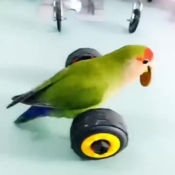 Cute Parrot