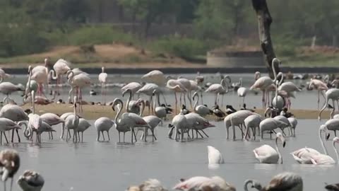 Wildlife in closer view with a natural perspective.