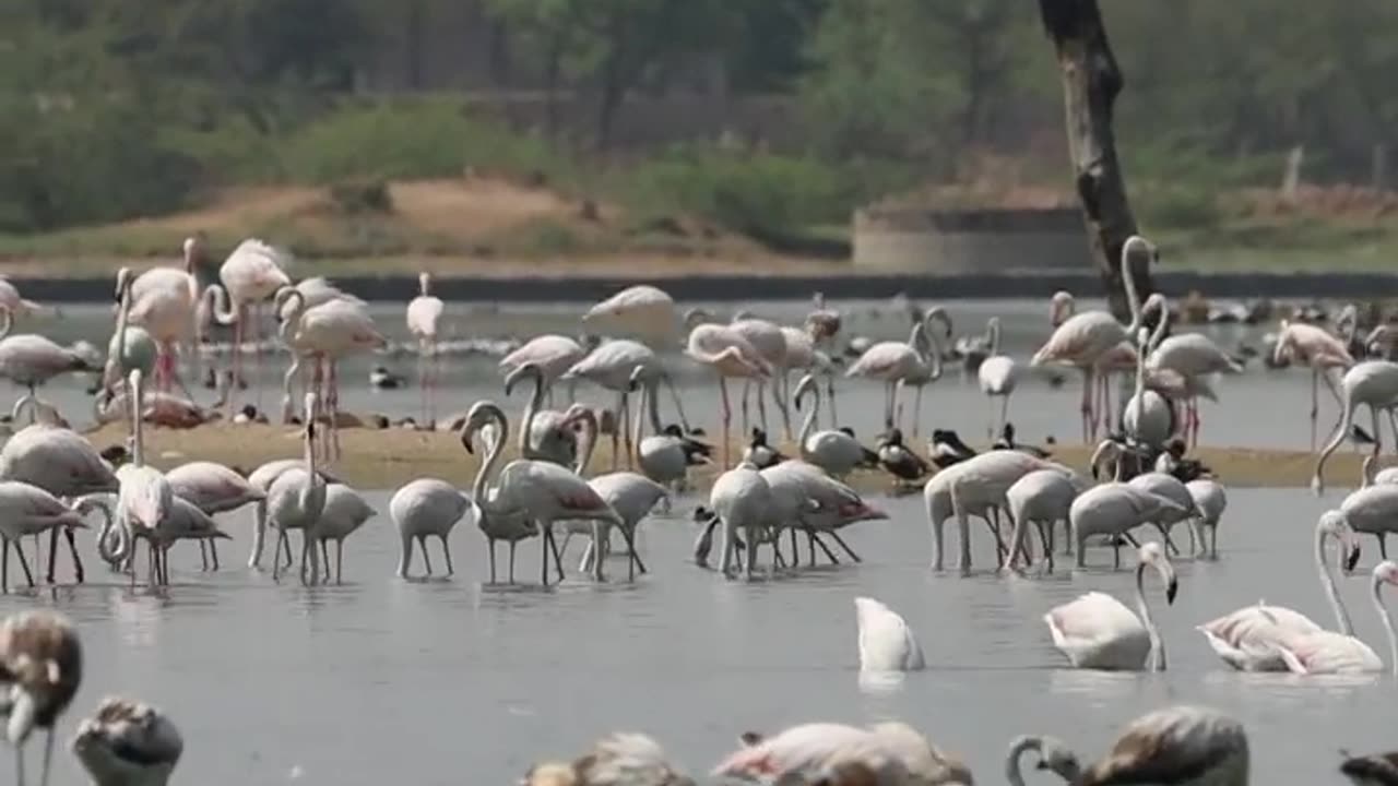 Wildlife in closer view with a natural perspective.