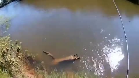 This is a beautiful and charming water-dwelling species