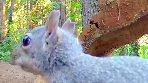 Squirrels chew with their mouths open