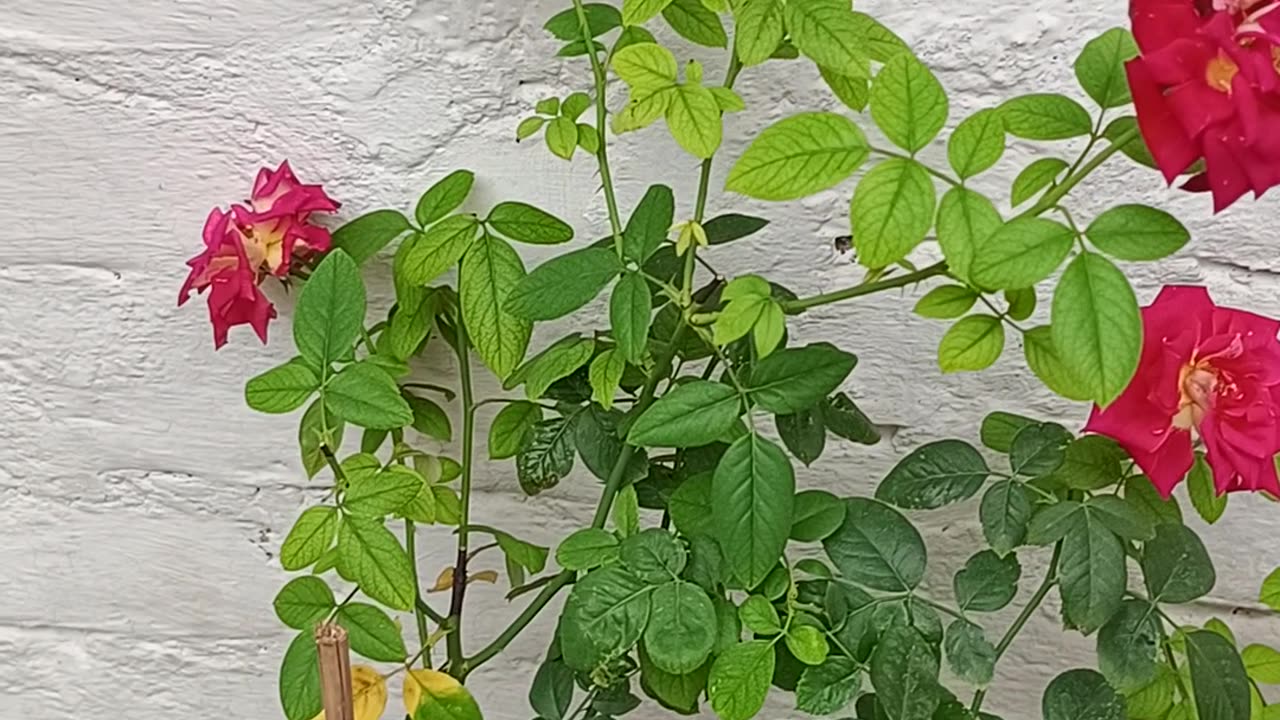 My home garden flowers♥️🌹♥️🌹♥️🌹♥️