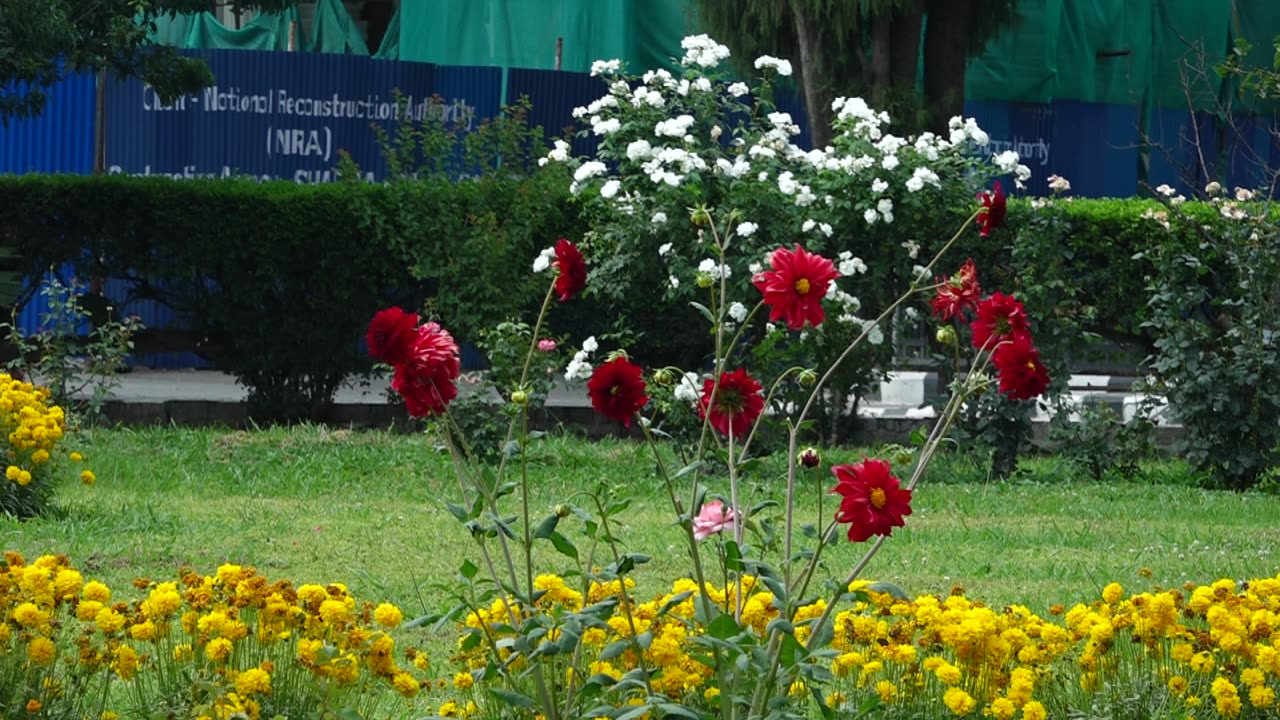 flower : nepal