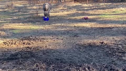 Pure excitement ❤️