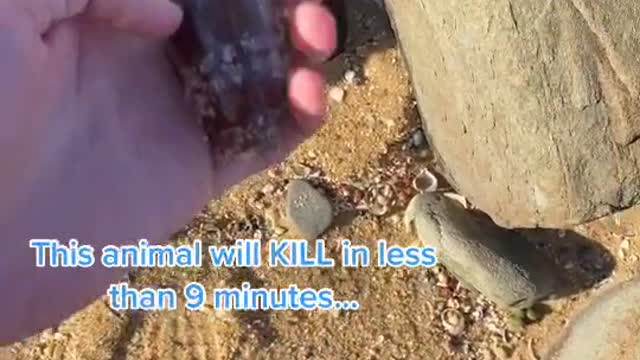 Unsuspecting Kid Picks Up Deadly Cone Snail at Beach