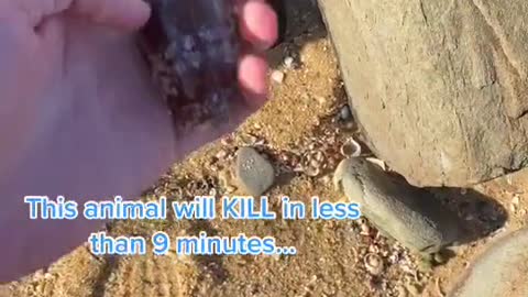 Unsuspecting Kid Picks Up Deadly Cone Snail at Beach