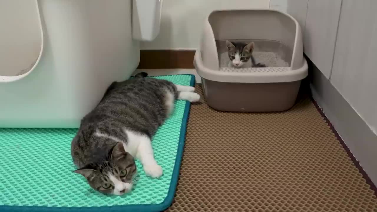 The Rescued Kitten Shows His Power to the Big Cat with a Punch │ Episode.13