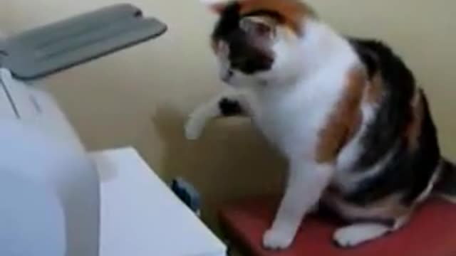 cat vs printer, funny entertainment video