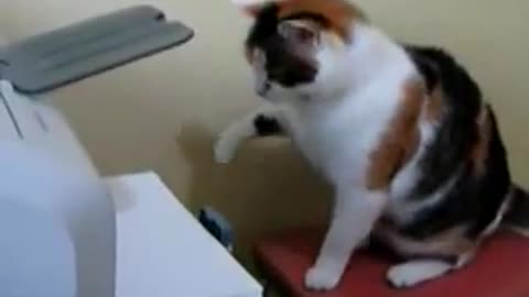 cat vs printer, funny entertainment video