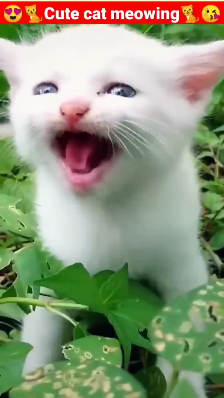 Cat meowing π cat πΊ cat sound cute cat