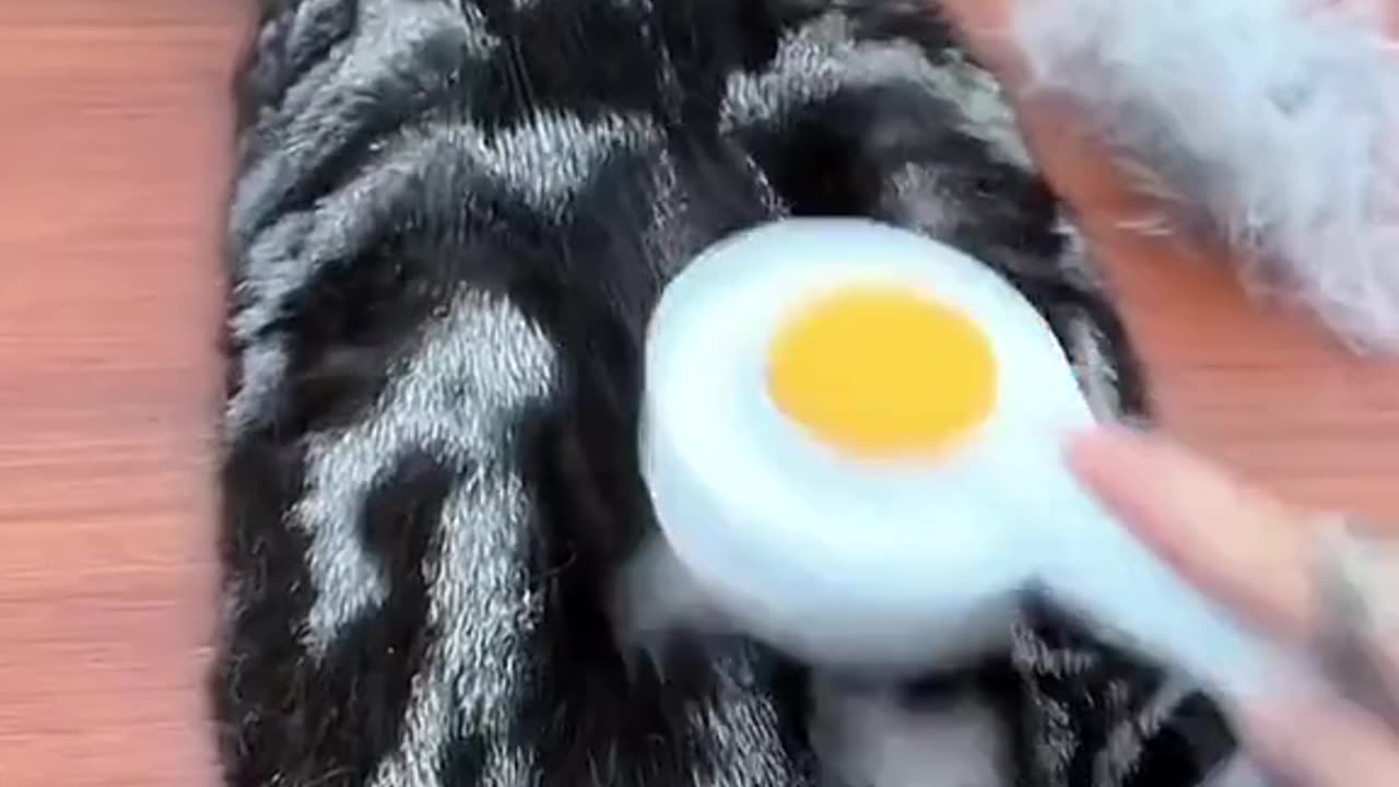 Cute and funny cat video.