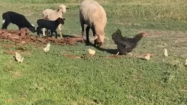 Mother hen protects the chicks from the sheep