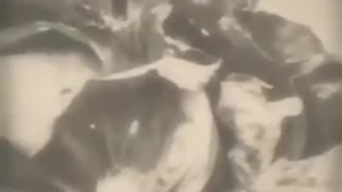 NATURE IS ELECTRIC