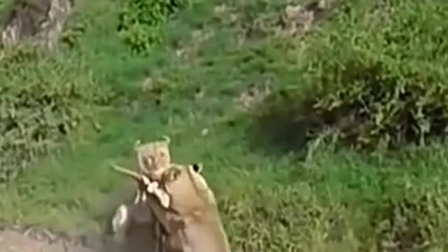 Leoa pega antilop no pulo