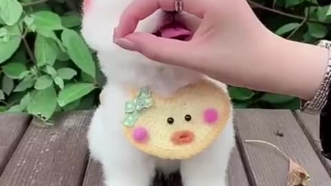 Cute Dog Fun Video