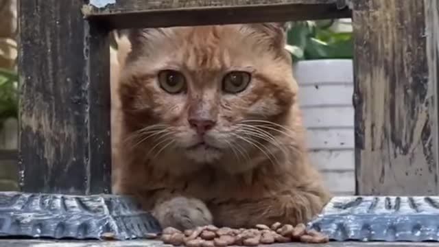 At first his eyes were full of distrust until I fed him