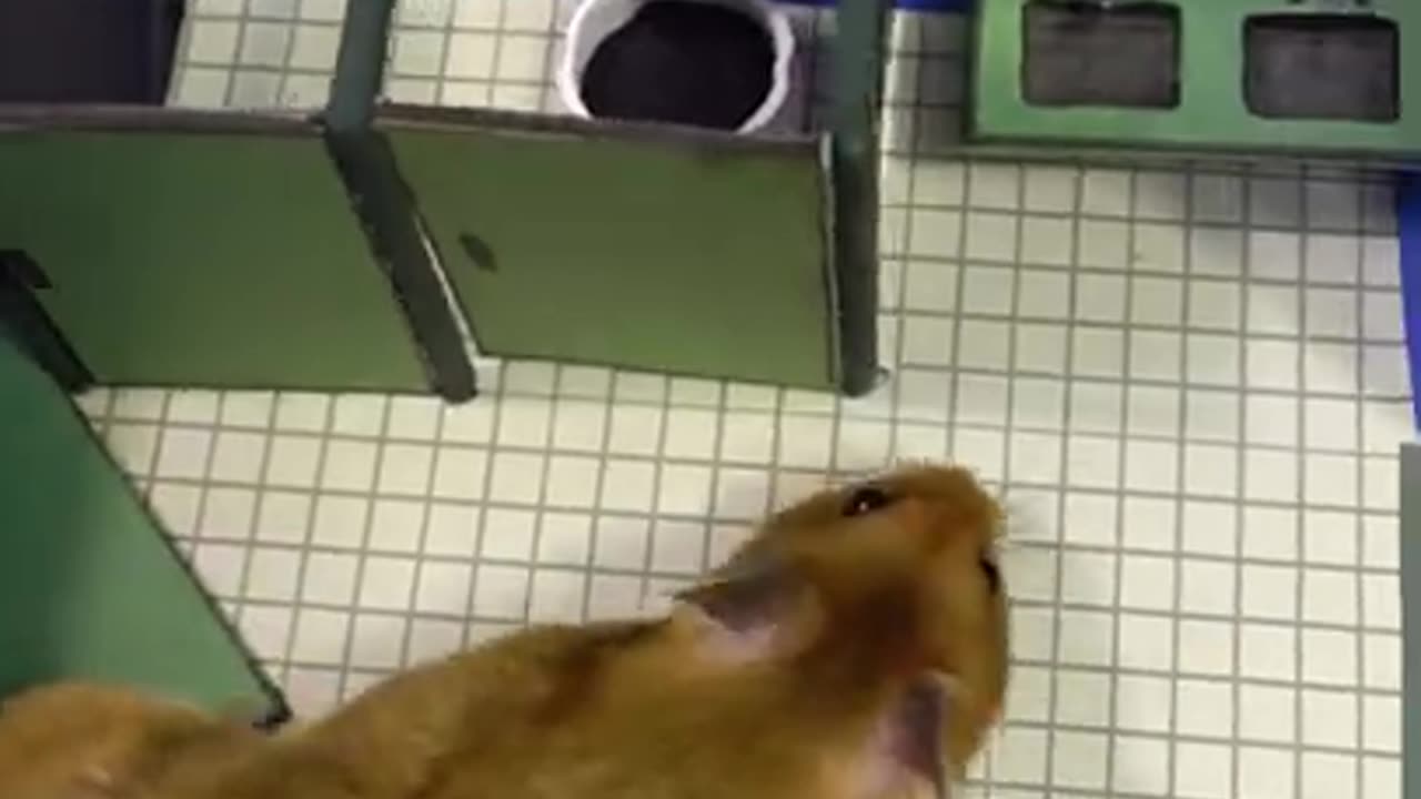 Hamster impostor Among Us on the Polus