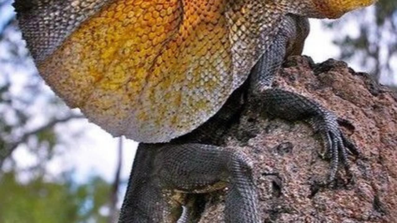 Frilled Neck Lizard❤😳